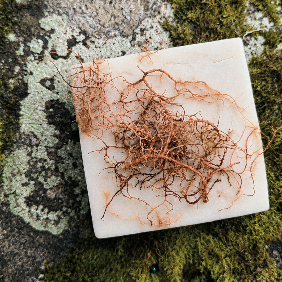 Angiangi Scrub Bar